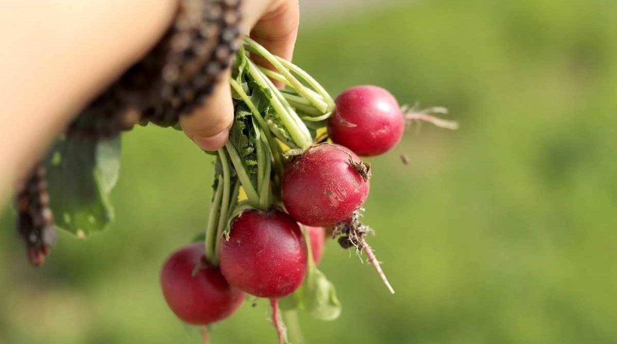 Fresh radishes picked from the grounds at W+ House Organic Farm